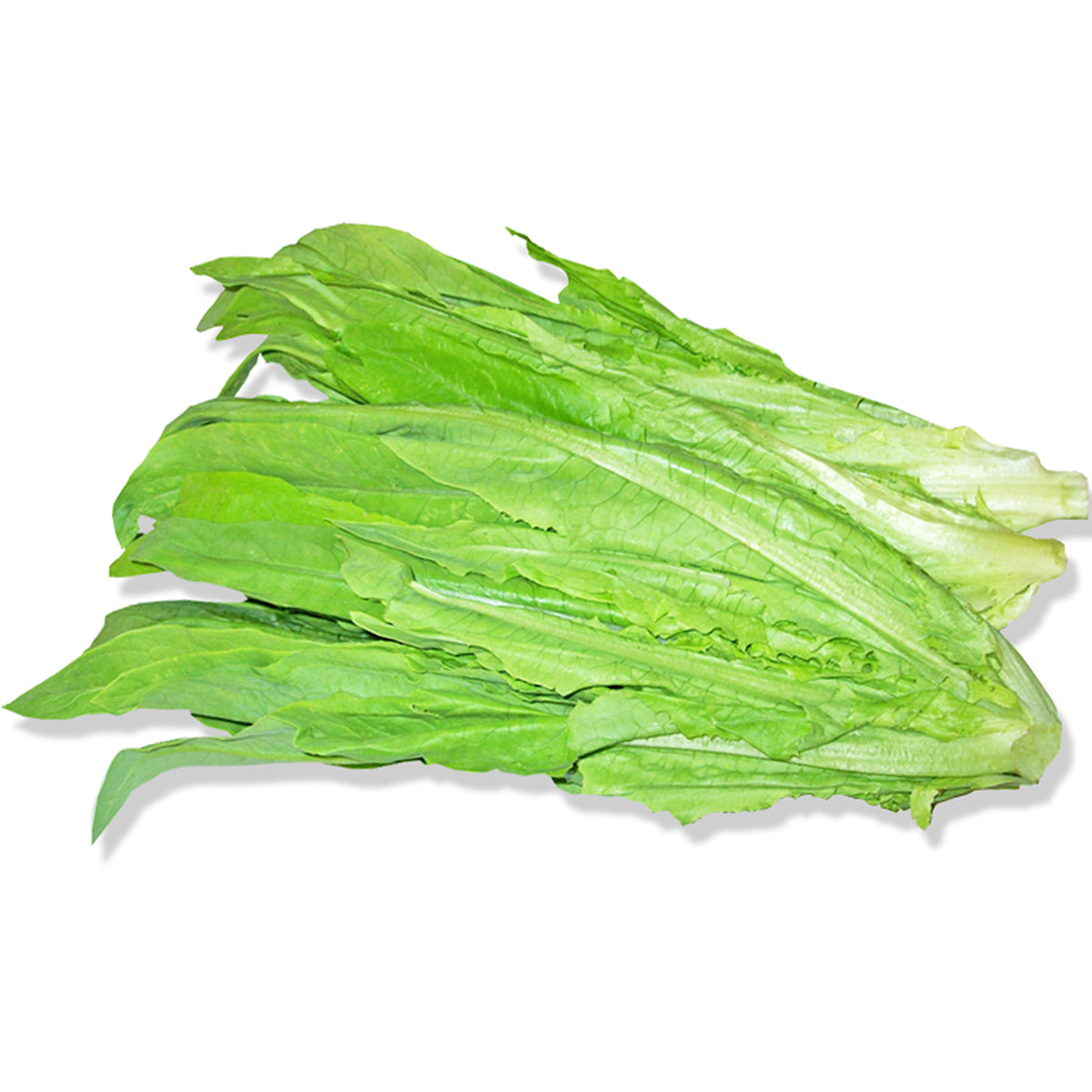 台灣鴨仔菜 - AA菜 - TAIWAN LETTUCE A CHOY 1.6-1.8LB