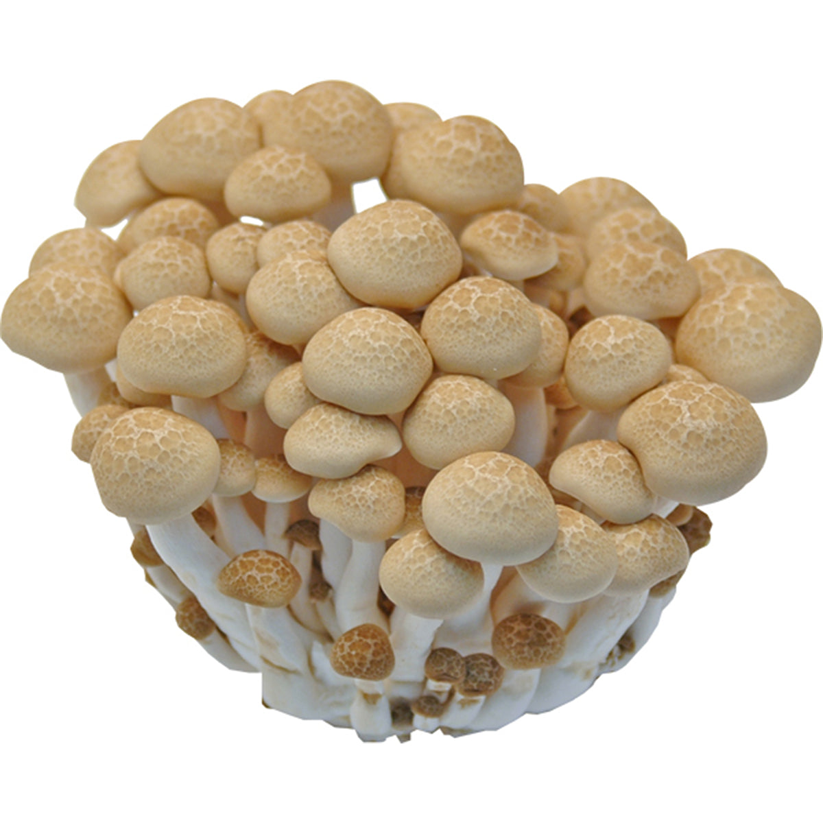 鴻禧菇- 蟹味菇- HON SHIMEJI MUSHROOM 150g