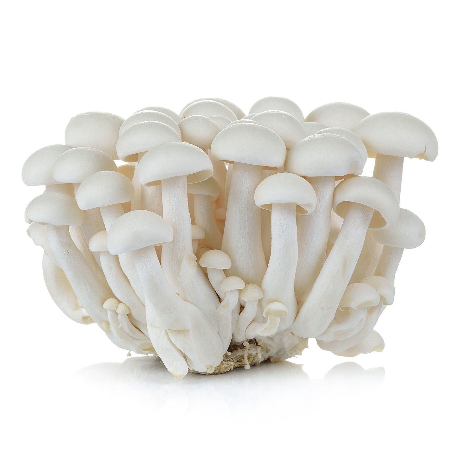 白玉菇 - 白玉菇 - WHITE SHIMEJI MUSHROOM 150g