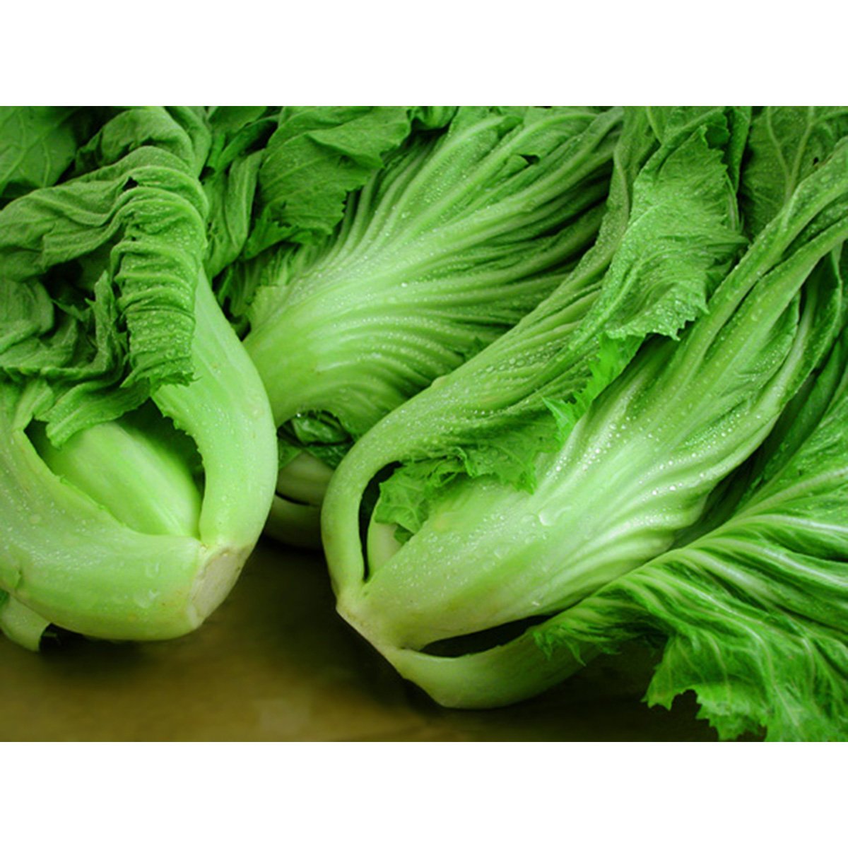 大芥菜 - 大芥菜 - LARGE GAI-CHOY 1.6-1.8lb