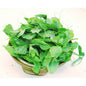 大豆苗 - 大豆苗 - SNOW PEA LEAF 0.9-1 lb/pk