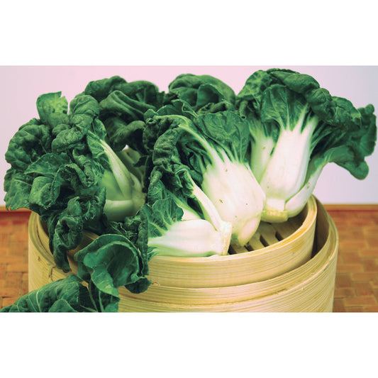 矮腳白菜苗- 奶油苗- SMALL BOK CHOY MUI 1.4-1.6LB