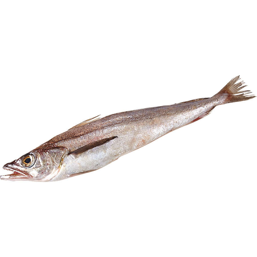 Fresh Whiting Fish - 白鱼 1.8-2lb