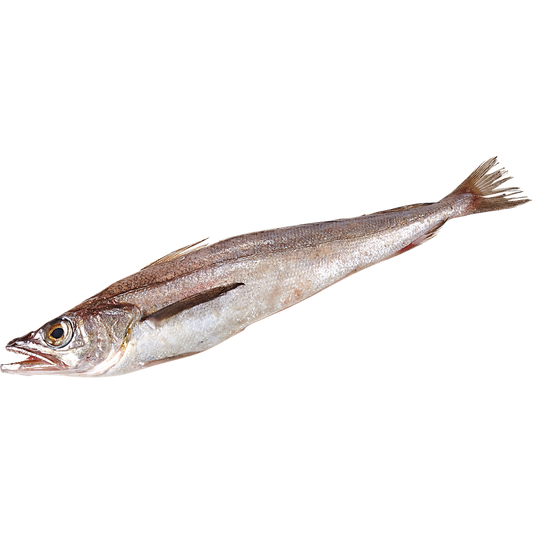 Fresh Whiting Fish - 白鱼 1.8-2lb