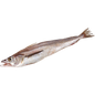 Fresh Whiting Fish - 白鱼 1.8-2lb