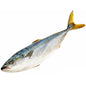 Amberjack Jap Hamachi - 鰤魚 1.8-2lb