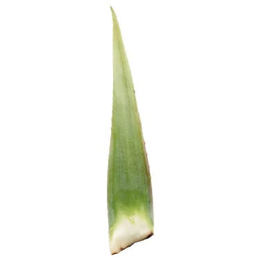 FRESH ALOE VERA - 芦荟 0.9-1.1LB