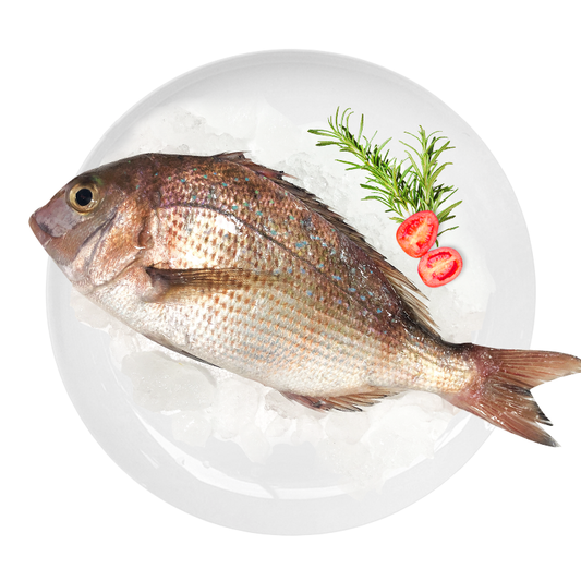 Fresh Porgy -  鲷鱼 1.8-2lb