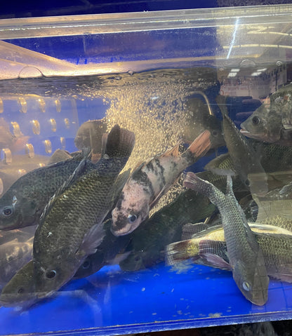 Live Tilapia（Cleaned）- 游水罗非鱼（已清理）1.6-1.9 lbs