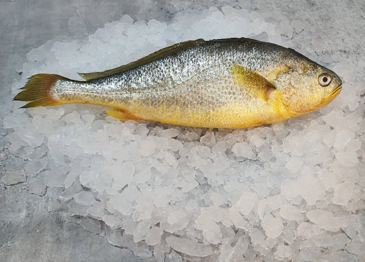 Fresh Yellow Croacker - 新鲜黄鱼 1.8-2lb