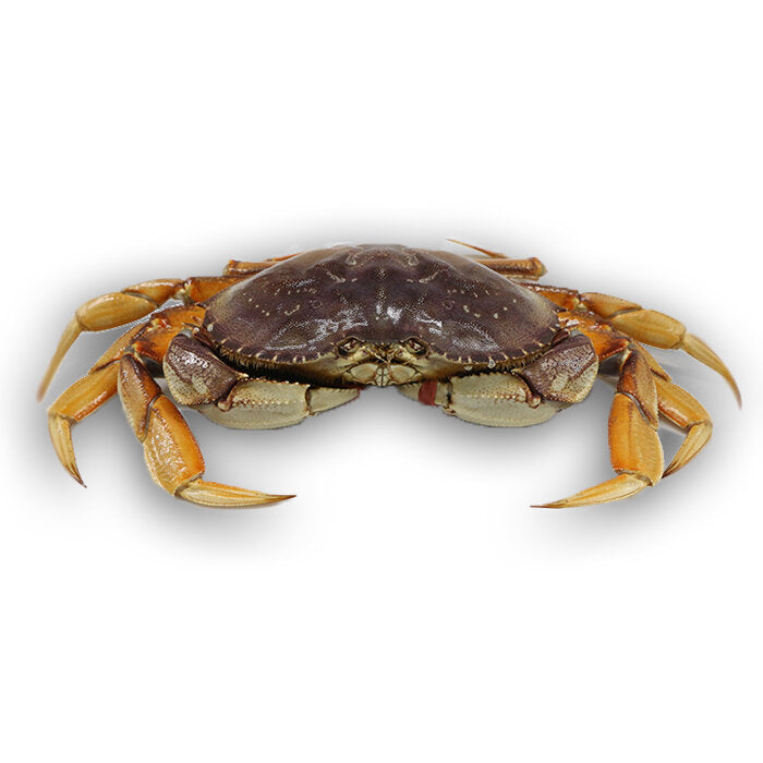 Live Dungeness Crab - 游水温哥华蟹1只 1.9-2.2 LB