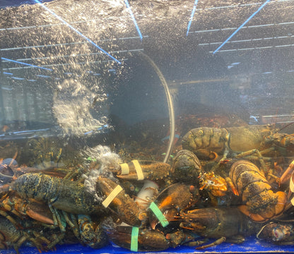 Live Lobster Small - 游水龙虾 小 2.8-3.0 LB