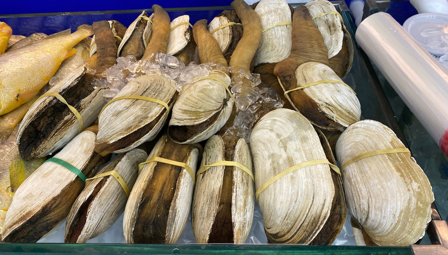 Live Geoduck - 活像拔蚌1.5-4磅