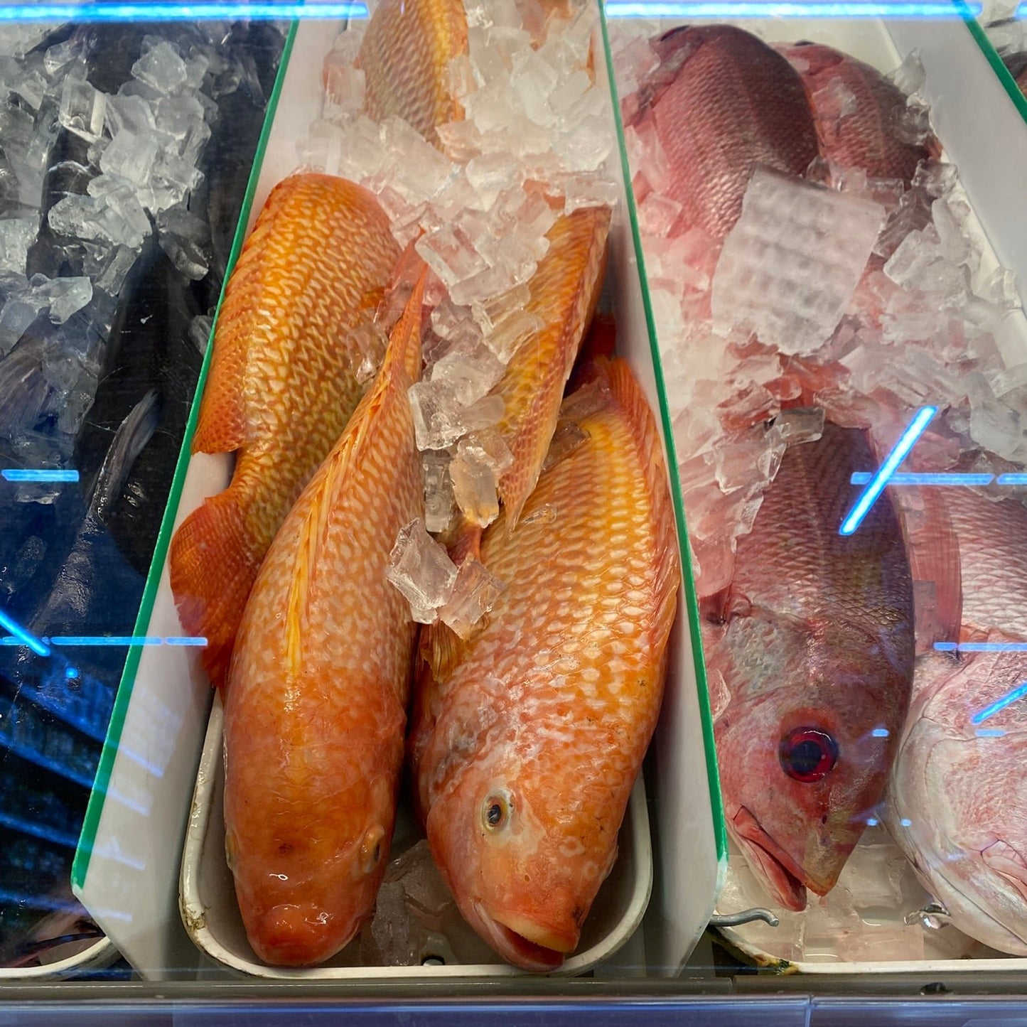 Fresh Red Tilapia - 红罗非鱼 1.8-2lb