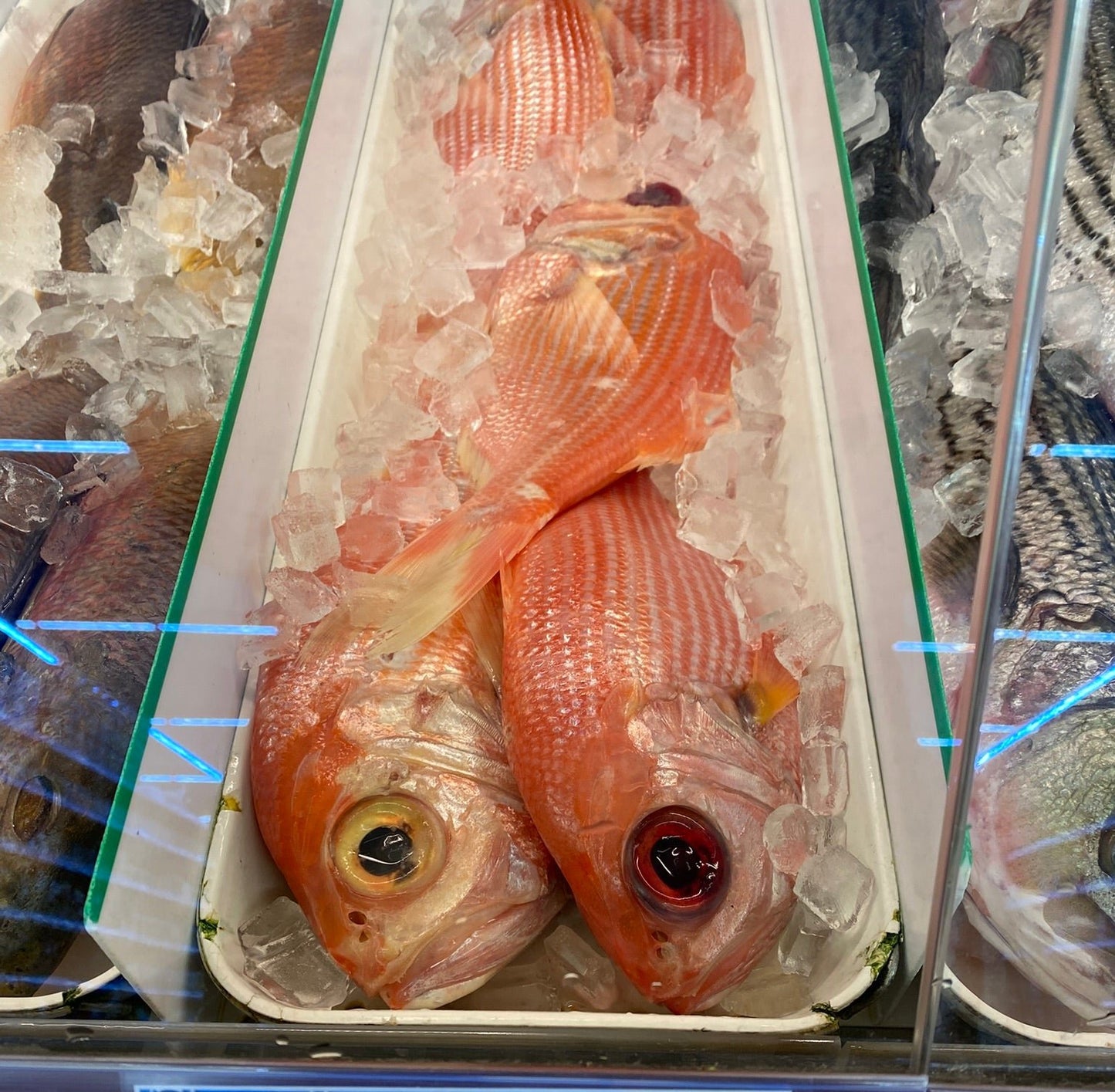 Fresh Golden Snapper - 金鲷鱼1.8-2lb