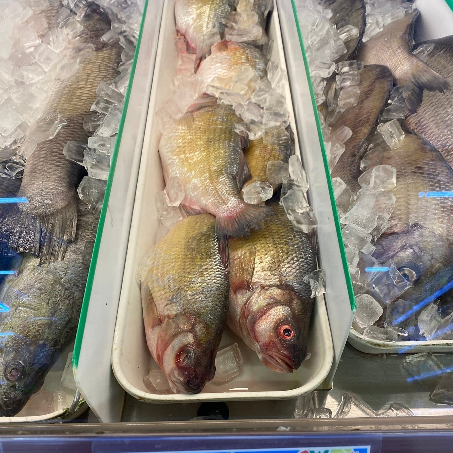 Fresh White Perch - 白鲈 去肚 1.8-2lb