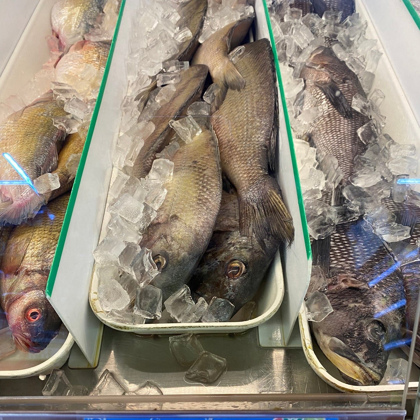 Fresh Porgy - 鯛魚1.8-2lb