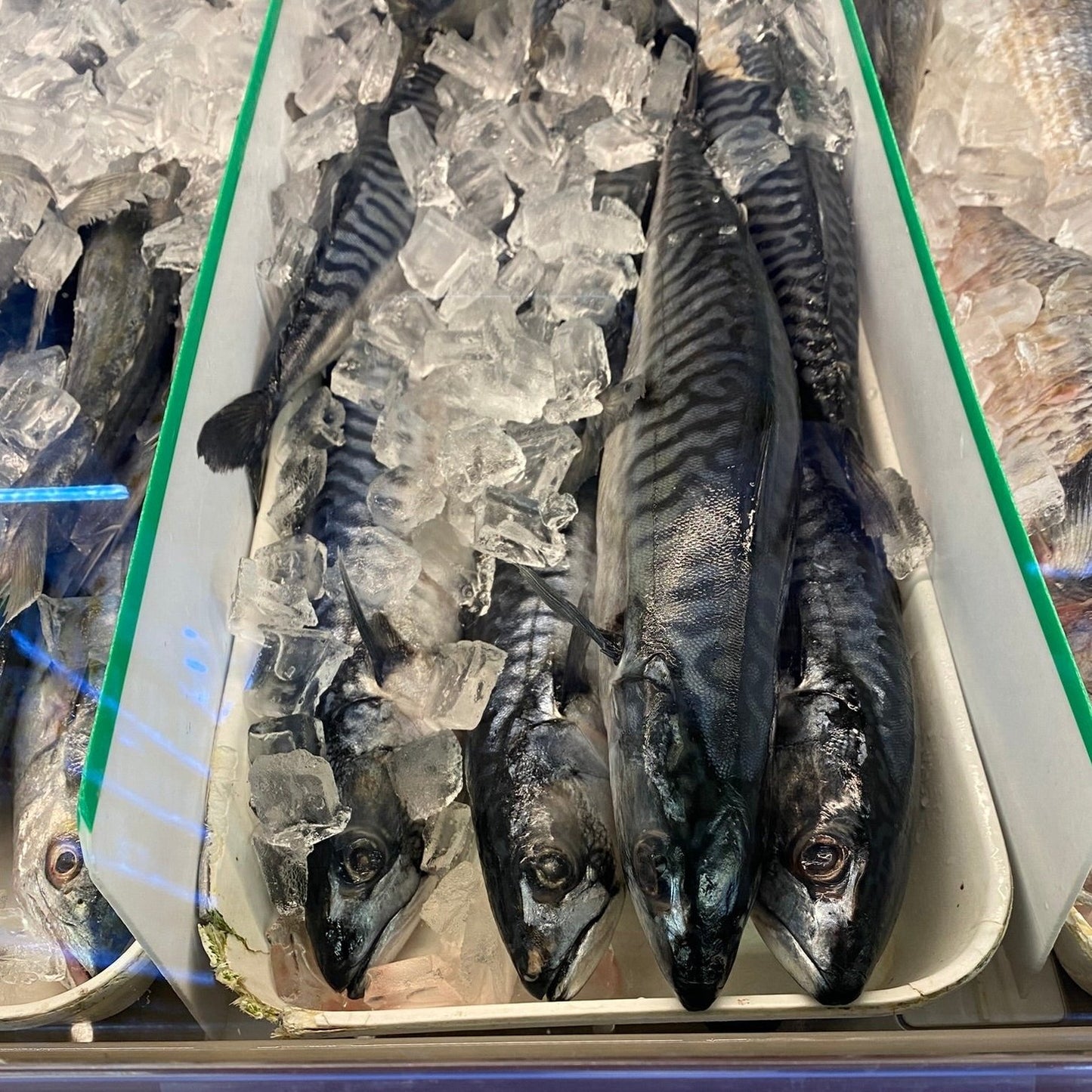 Fresh Norway Mackerel - 挪威魚1.8-2lb