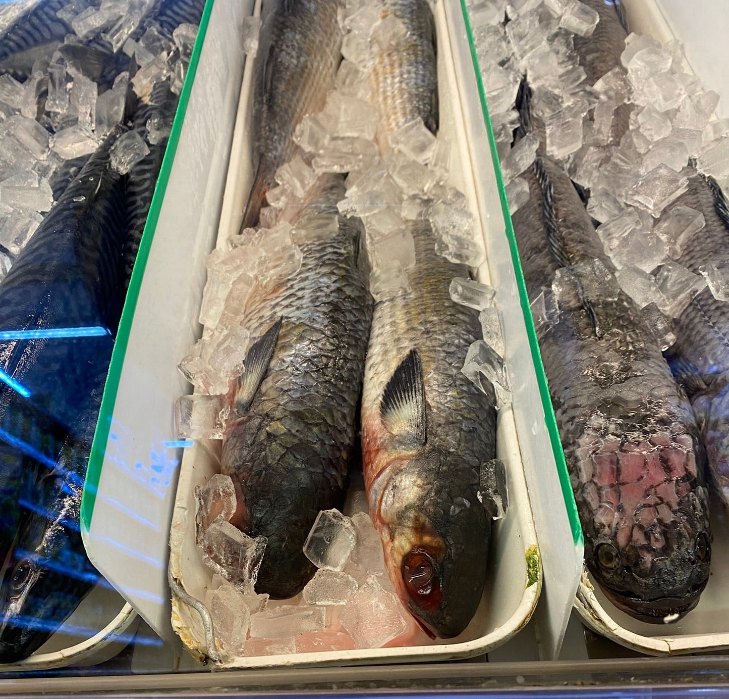 Mullet Fish -  乌头鱼 1.8-2lb