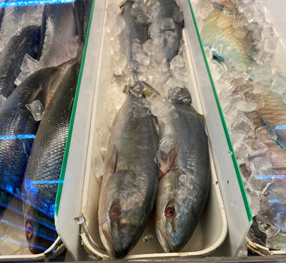 Amberjack Jap Hamachi - 鰤魚 1.8-2lb