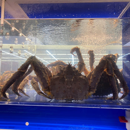 Live King Crab - 游水 帝皇蟹 2.8-3.0LB