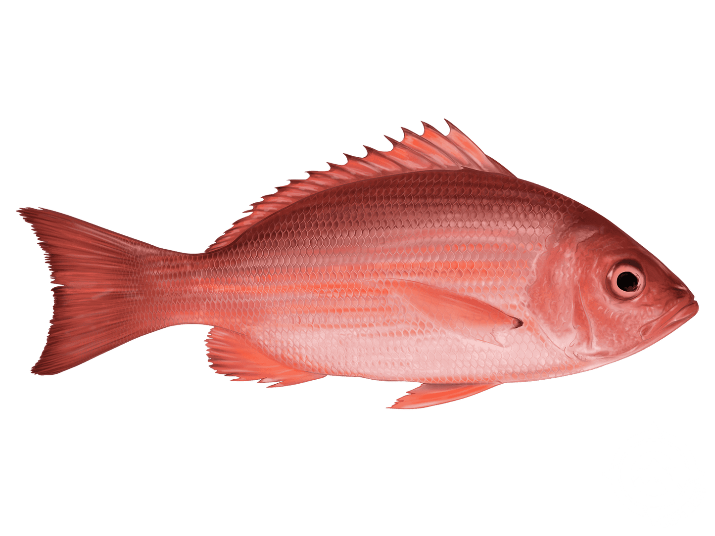 Fresh Red Snapper - 紅鯛魚1.8-2lb