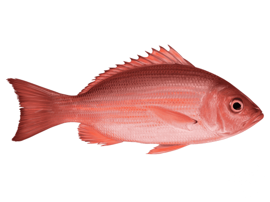 Fresh Red Snapper - 红鲷鱼1.8-2lb