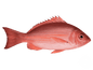 Fresh Red Snapper - 紅鯛魚1.8-2lb