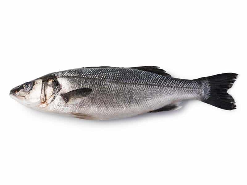 Fresh Siver Seabass -  银鳕鱼 1.8-2lb