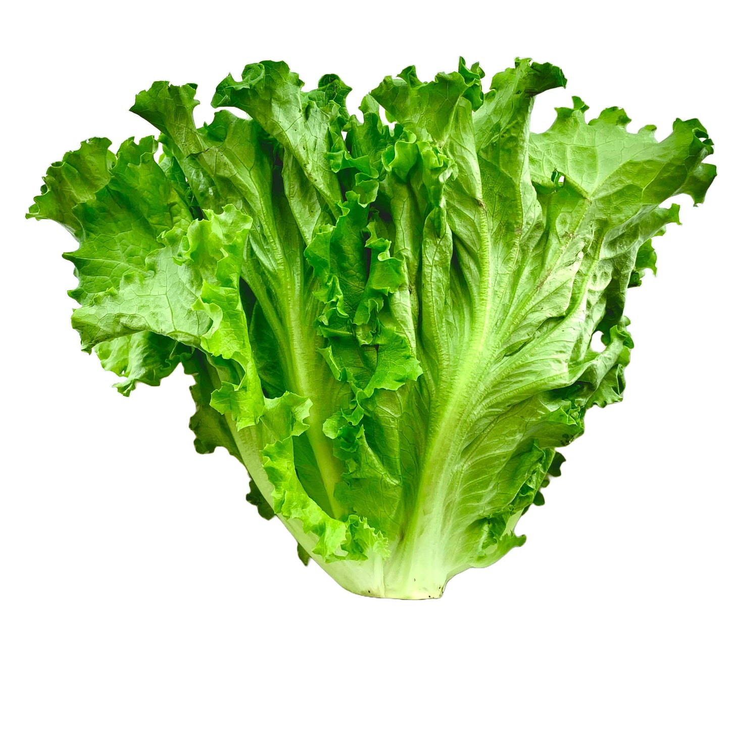 GREEN LEAF LETTUCE - 卷生菜 2个