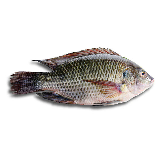 Live Tilapia（Cleaned）- 游水罗非鱼（已清理）1.6-1.9 lbs