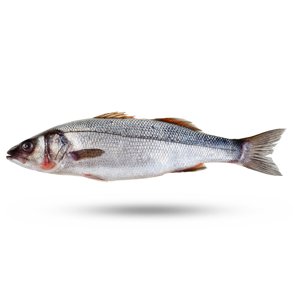 Fresh Siver Seabass Brazanzino-  银鳕鱼 1.8-2lb