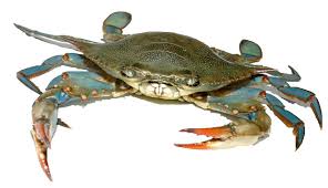 Live Blue Crab - 活藍蟹2.8-3.0 LB