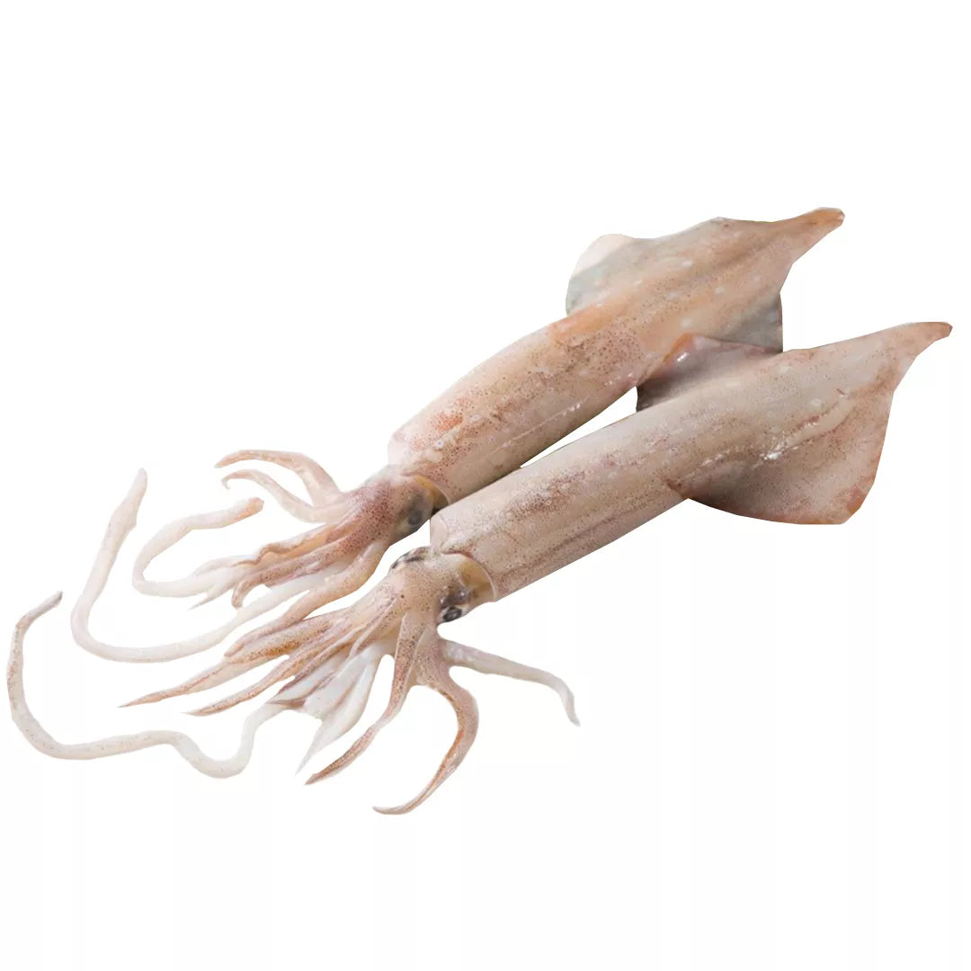 Frozen Loligo Squid - 冷冻鱿鱼 1.9-2.1 lbs