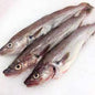 Fresh Whiting Fish - 新鲜牙鳕鱼 1.8-2lb