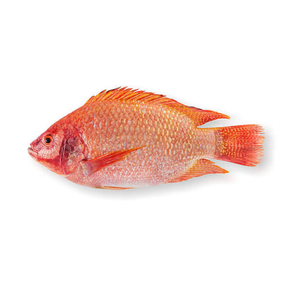 Fresh Red Tilapia - 红罗非鱼 1.8-2lb