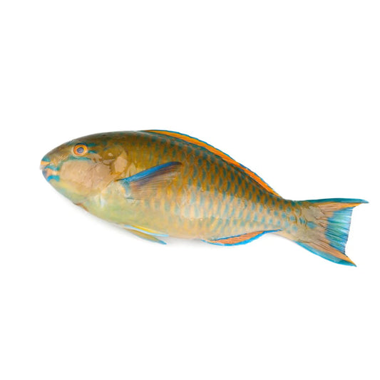 Parrot Fish - 鸚鵡魚1.8-2lb