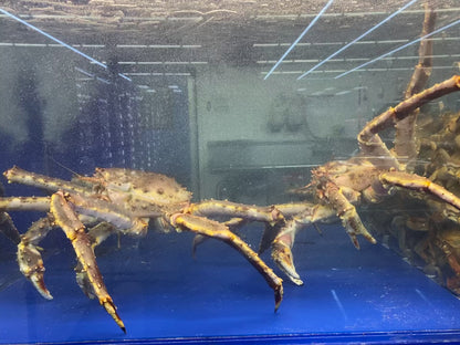 Live King Crab - 游水 帝皇蟹 2.8-3.0LB