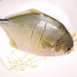 Golden Pompano (Cleaned) 1.5-1.7 lb - 金鲳鱼（已清理）