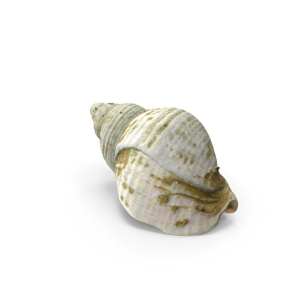 Whole Whelks 1.2-1.5 oz - 海螺