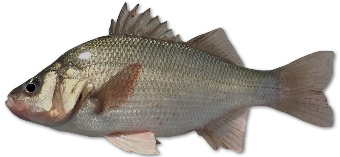 Fresh White Perch - 白鲈 去肚 1.8-2lb